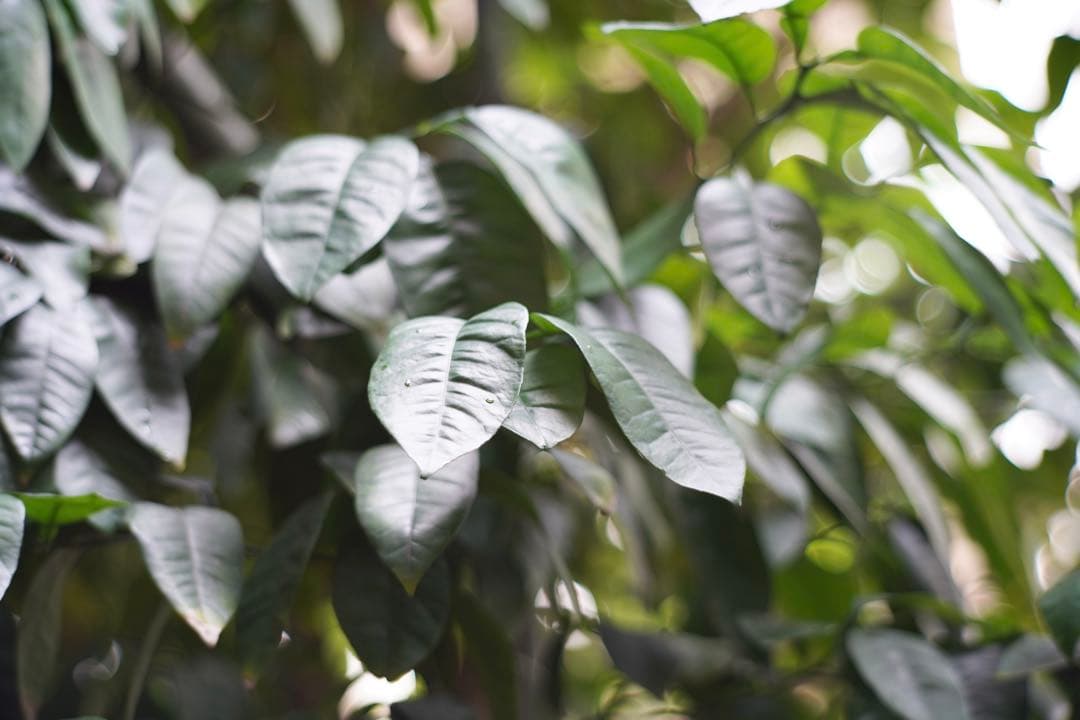 ライカ｜テレエルマリート M90mm F2.8（FAT）TELE-ELMARIT