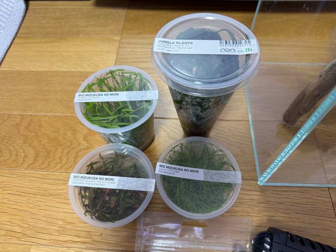 限定値下げ！　ADA 水槽　水草　セット
