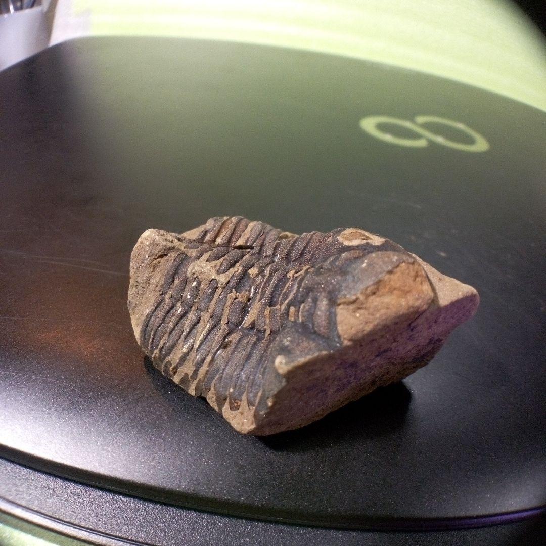 三葉虫　化石　fossil　ボリビア産　トライロバイト　Fossil番号⑤