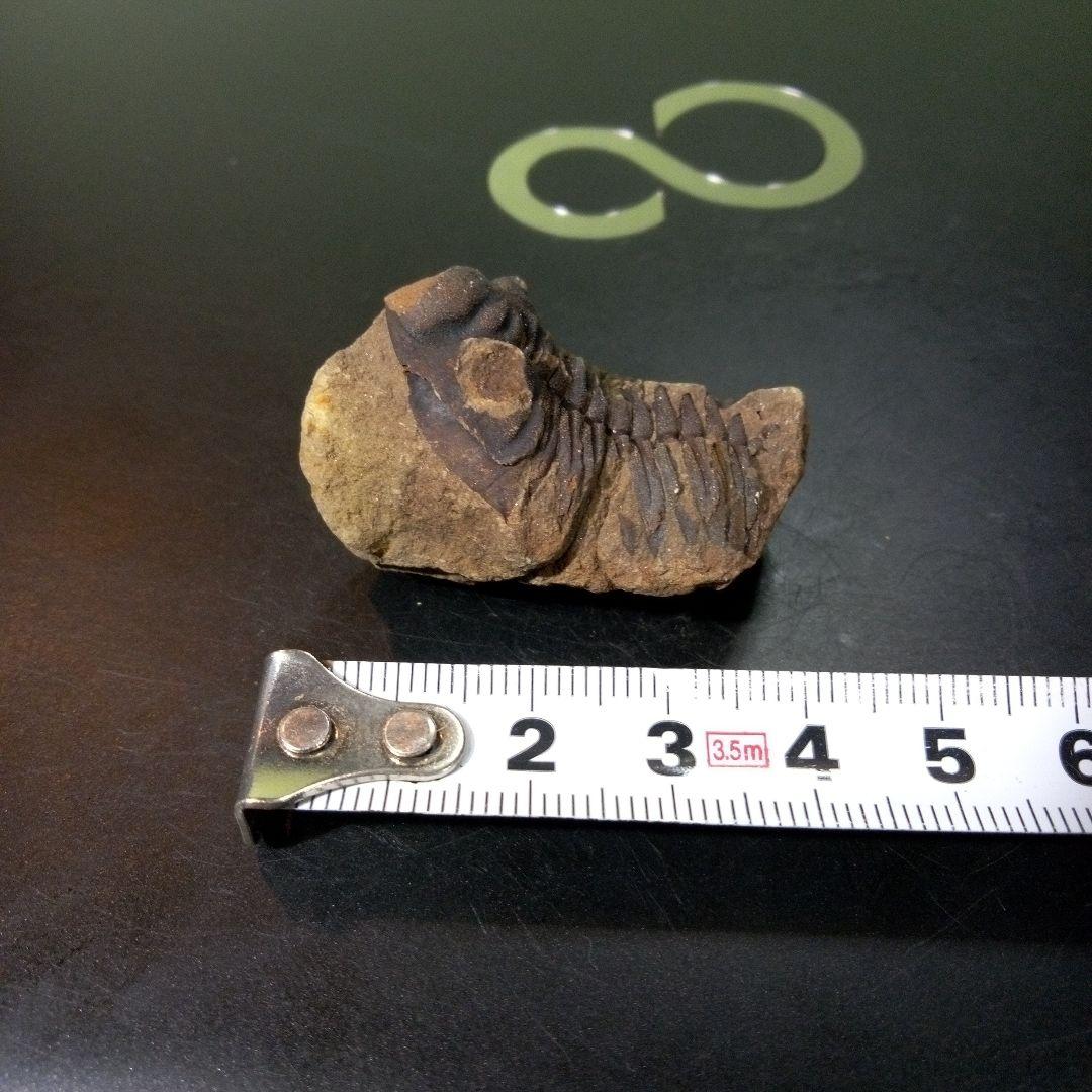 三葉虫　化石　fossil　ボリビア産　トライロバイト　Fossil番号⑤