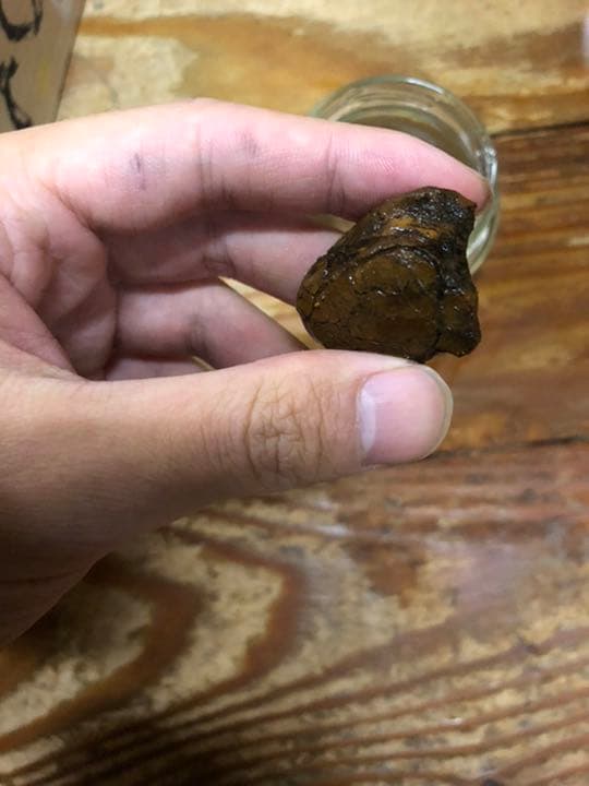 宮沢賢治　二枚貝の化石　イギリス海岸