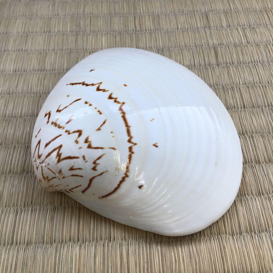 茶道具　香合　金箔蒔絵(内側) 大蛤十賊香合　共箱　S87TKG