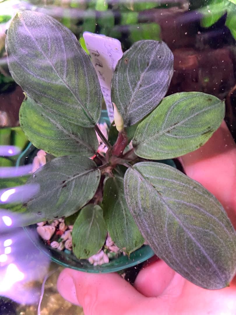 ブセファランドラ sp. パールグレイ (TB便) 2株+蕾