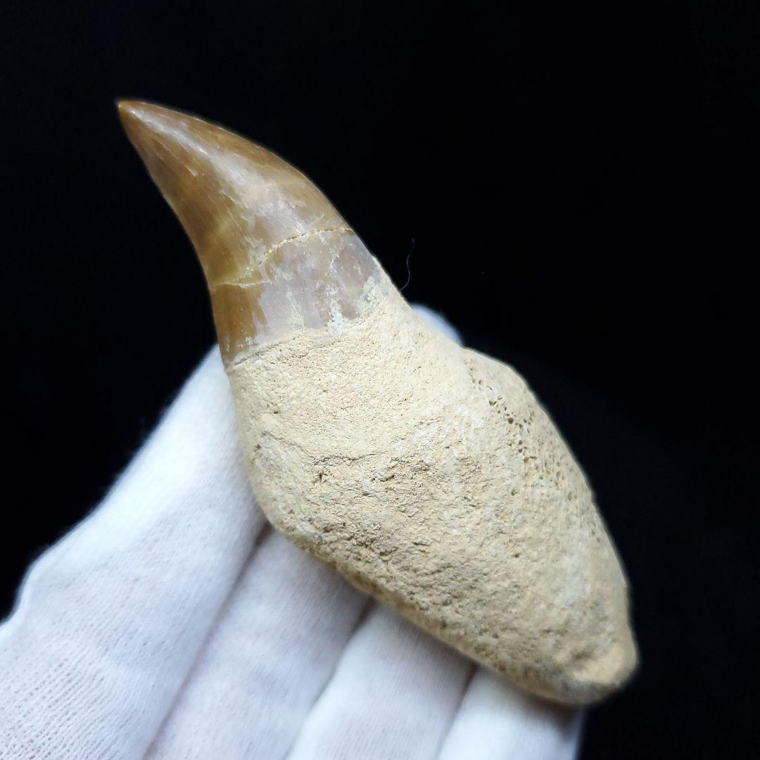 美品 歯根付き モササウルス 化石 歯 本物 85.97mm mos49