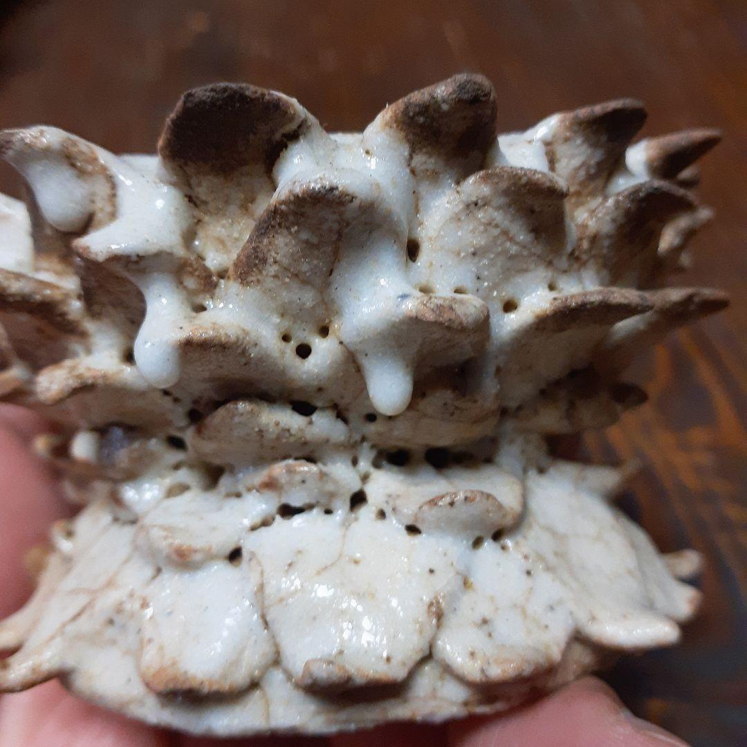 幻の志野焼蓮華台