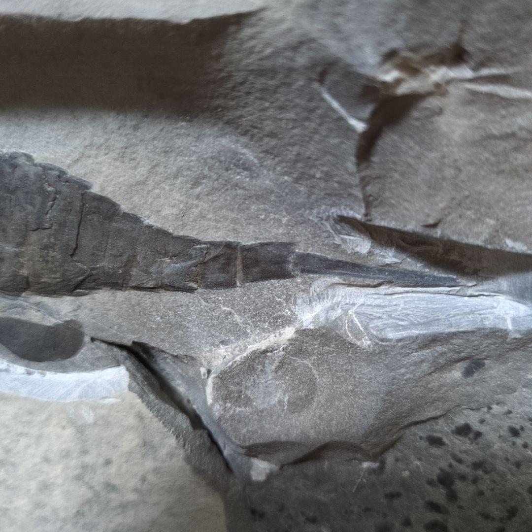 （希少）ウミサソリの化石 【2800ｇ】アメリカ・ニューヨーク州産