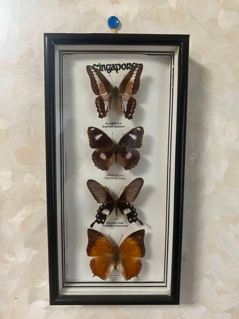 【O-982】蝶 標本 メネラウスモルフォ アオスジアゲハ リュウキュウムラサキ