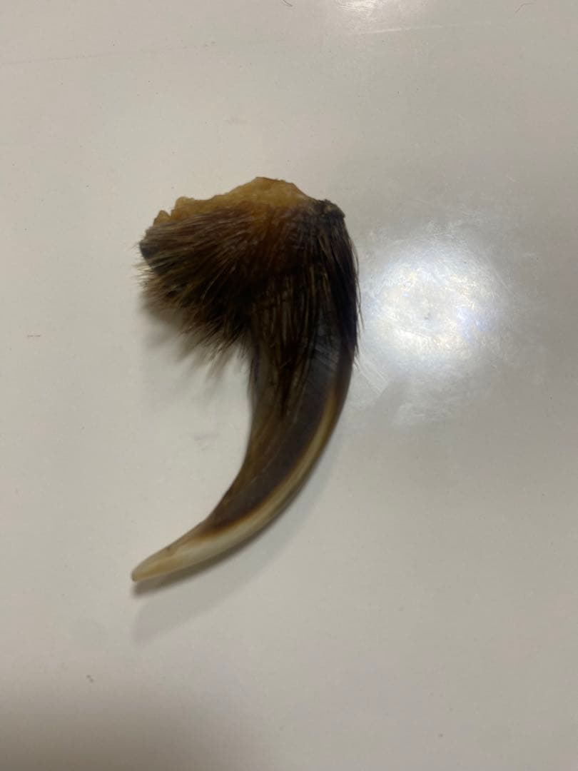 熊の爪　熊爪　巨大ヒグマ熊爪　送料無料