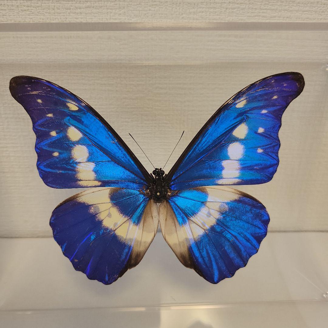 蝶の標本　熱帯の宝石(珍珍)