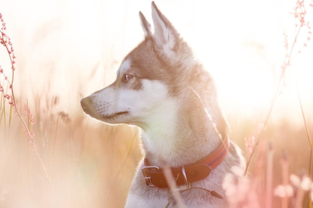 スペイン製 高級犬用リードと首輪セットBaseball Red（小型犬 中型犬）