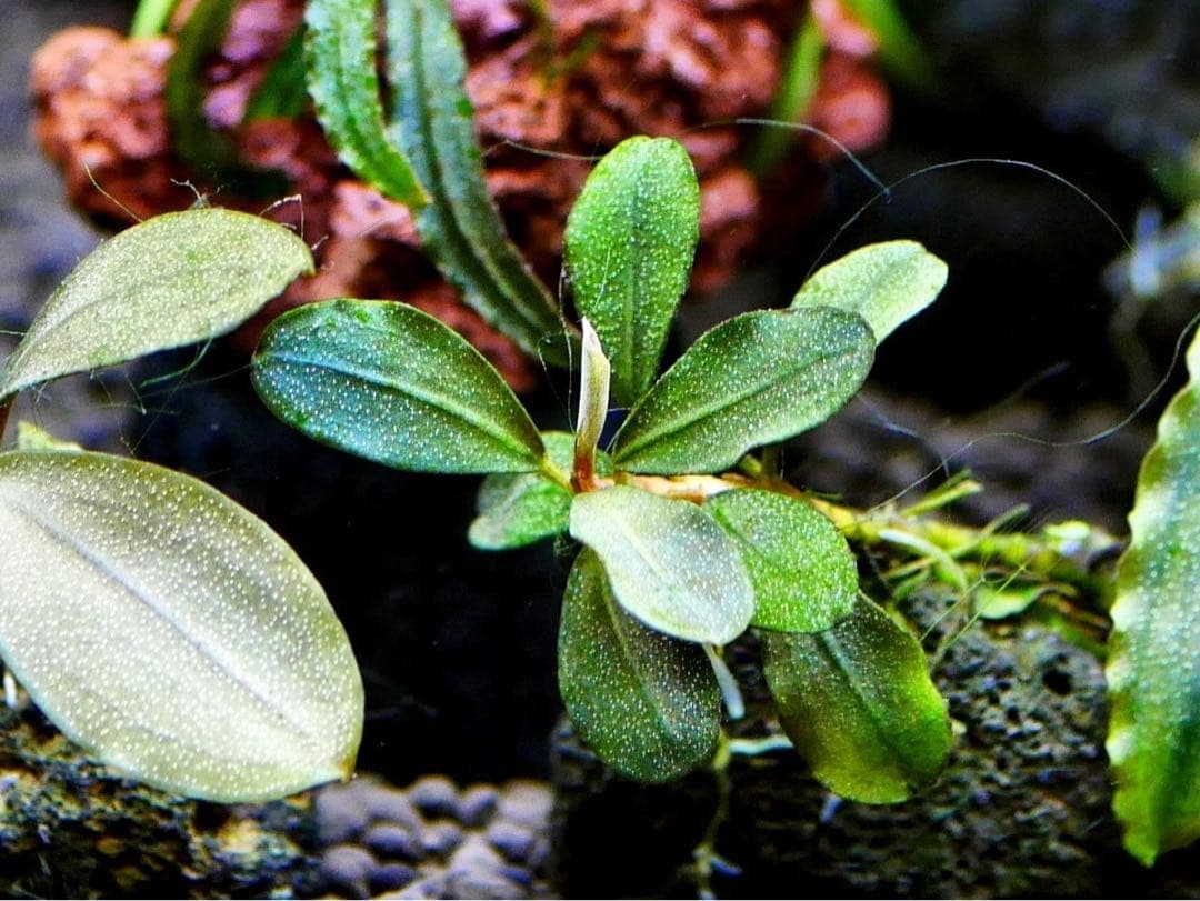 《激美》ブセファランドラ『不確定種１２株』【完全水中葉】溶岩石活着株