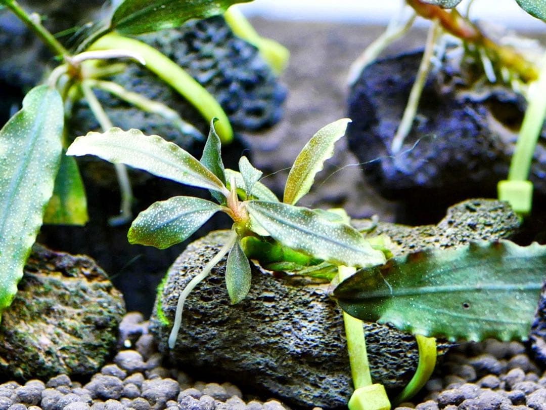 《激美》ブセファランドラ『不確定種１２株』【完全水中葉】溶岩石活着株