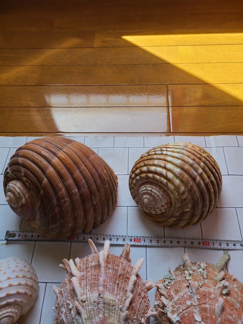 五島列島!特大! 貝殻　貝　標本　コレクション　タカラガイ　アンティーク　化石
