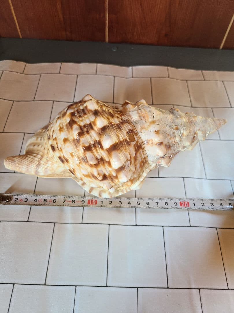 五島列島!特大! 貝殻　貝　標本　コレクション　タカラガイ　アンティーク　化石