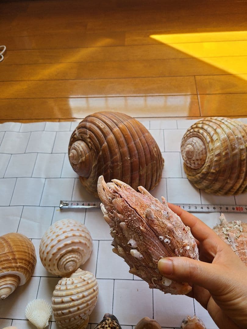 五島列島!特大! 貝殻　貝　標本　コレクション　タカラガイ　アンティーク　化石