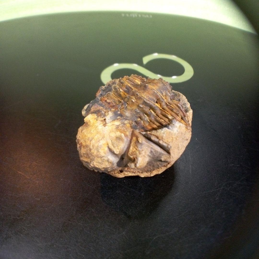 三葉虫　化石　fossil　ボリビア産　trilobite　海生動物識別③