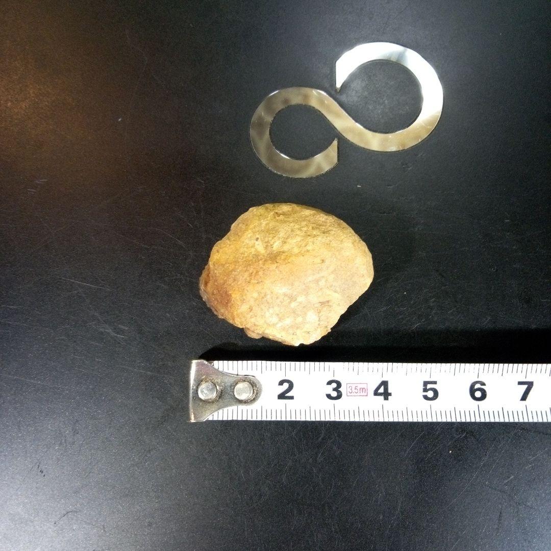 三葉虫　化石　fossil　ボリビア産　trilobite　海生動物識別③