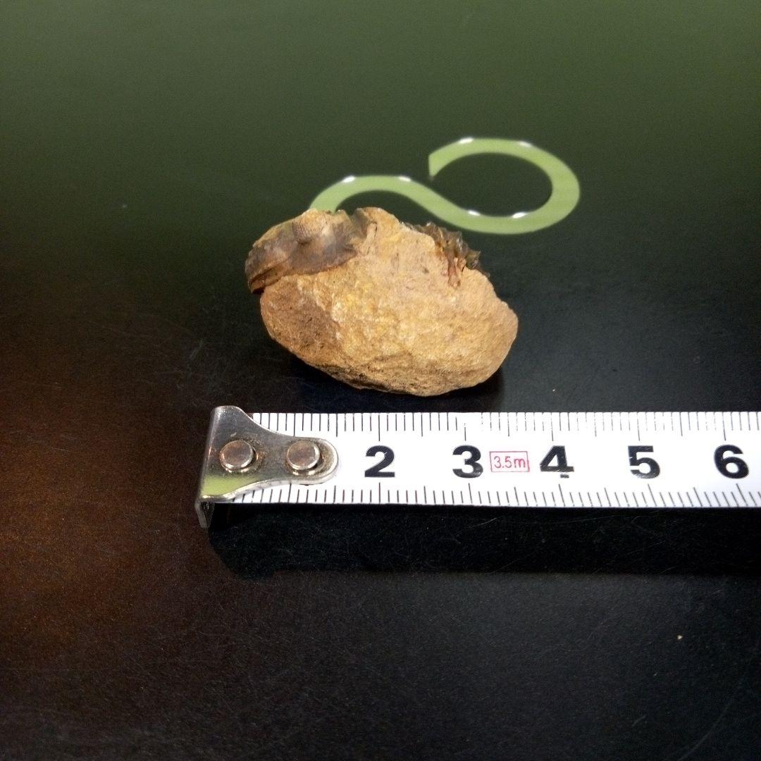 三葉虫　化石　fossil　ボリビア産　trilobite　海生動物識別③