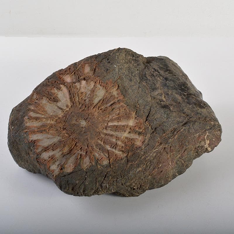 鑑賞石　天然石　菊花石　置物　重さ約5.4㎏　V　6200C