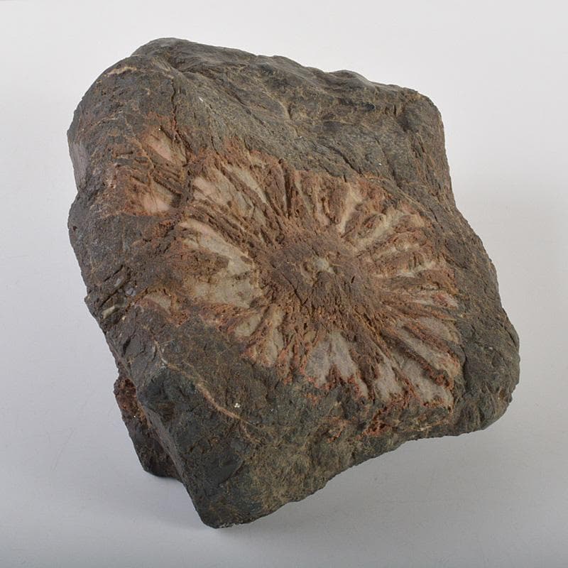 鑑賞石　天然石　菊花石　置物　重さ約5.4㎏　V　6200C