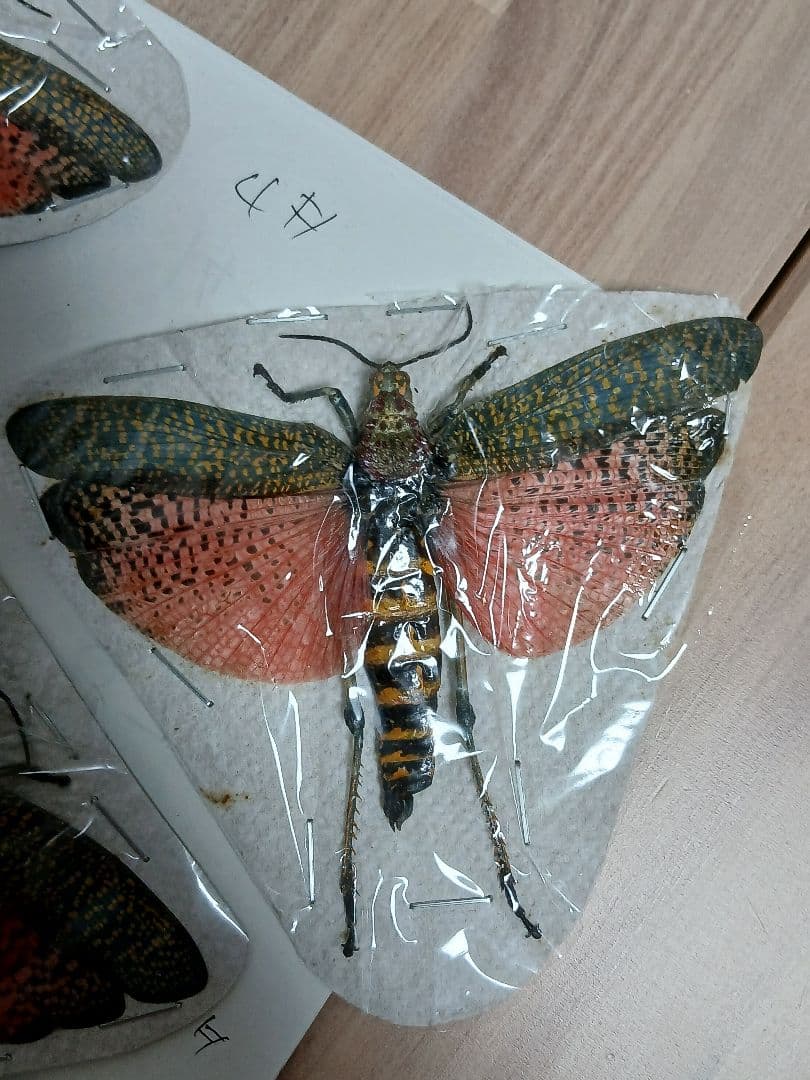 海外標本｜甲虫標本・バッタ標本（昆虫標本）