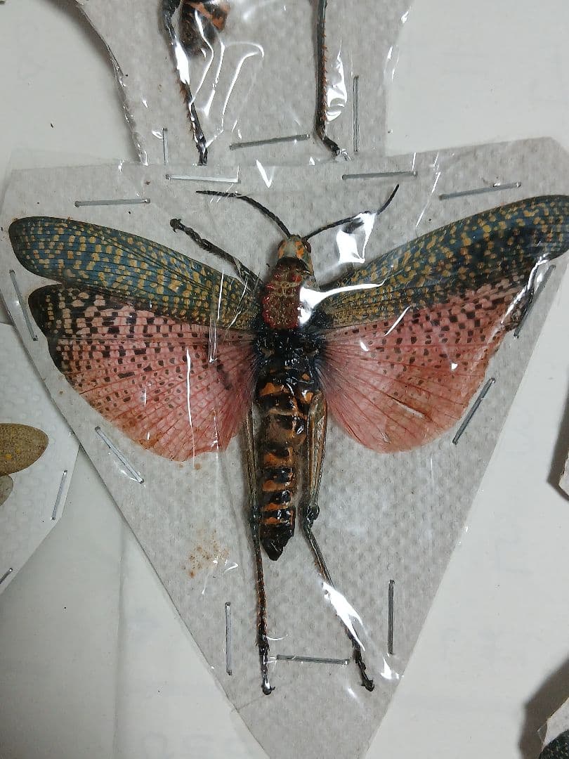 海外標本｜甲虫標本・バッタ標本（昆虫標本）