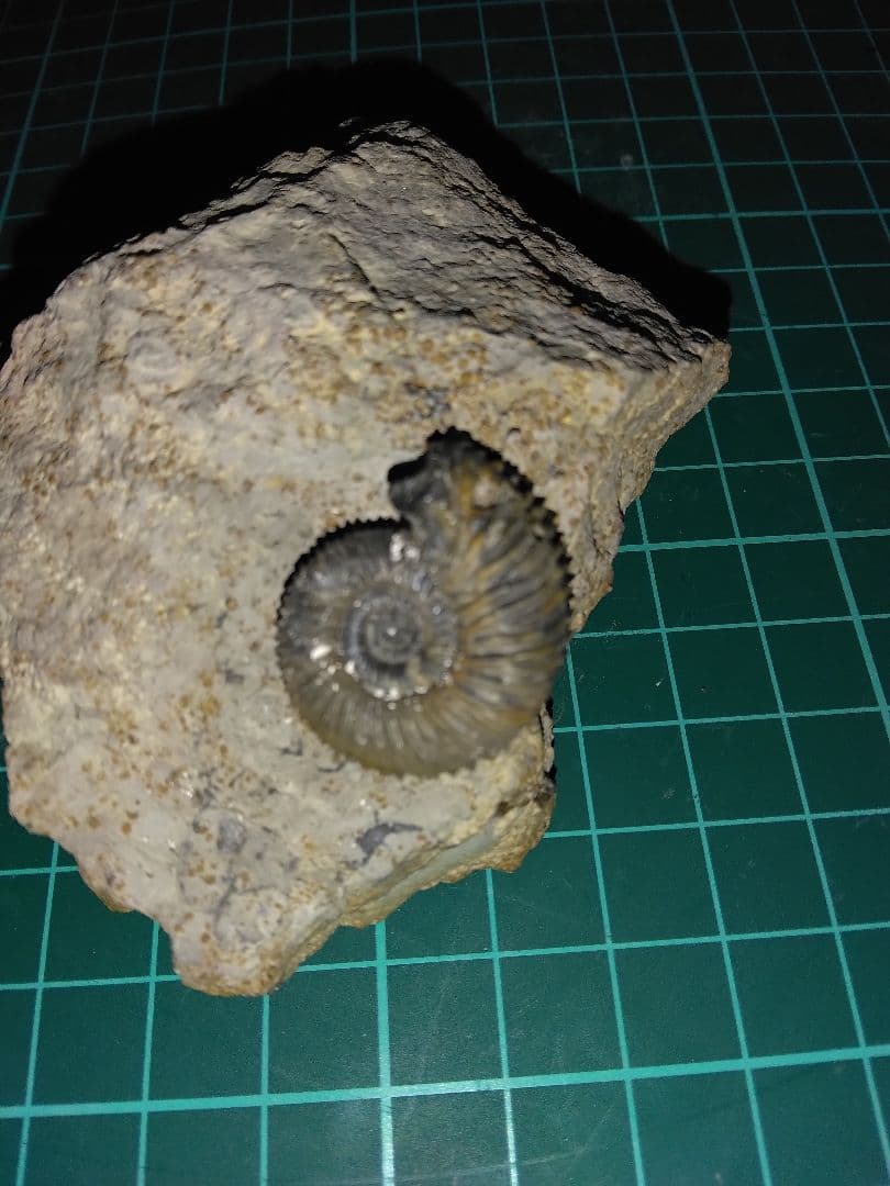 ドイツ産　アンモナイト　ガランティアナ　ジュラ紀　化石