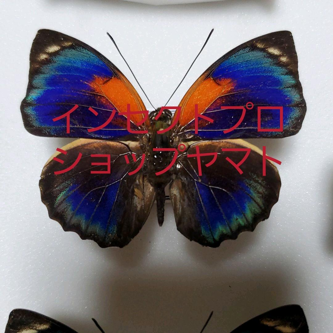 特別価格　コレクションシリーズ-アグリアス-ファルキドン-ルムルティー-01