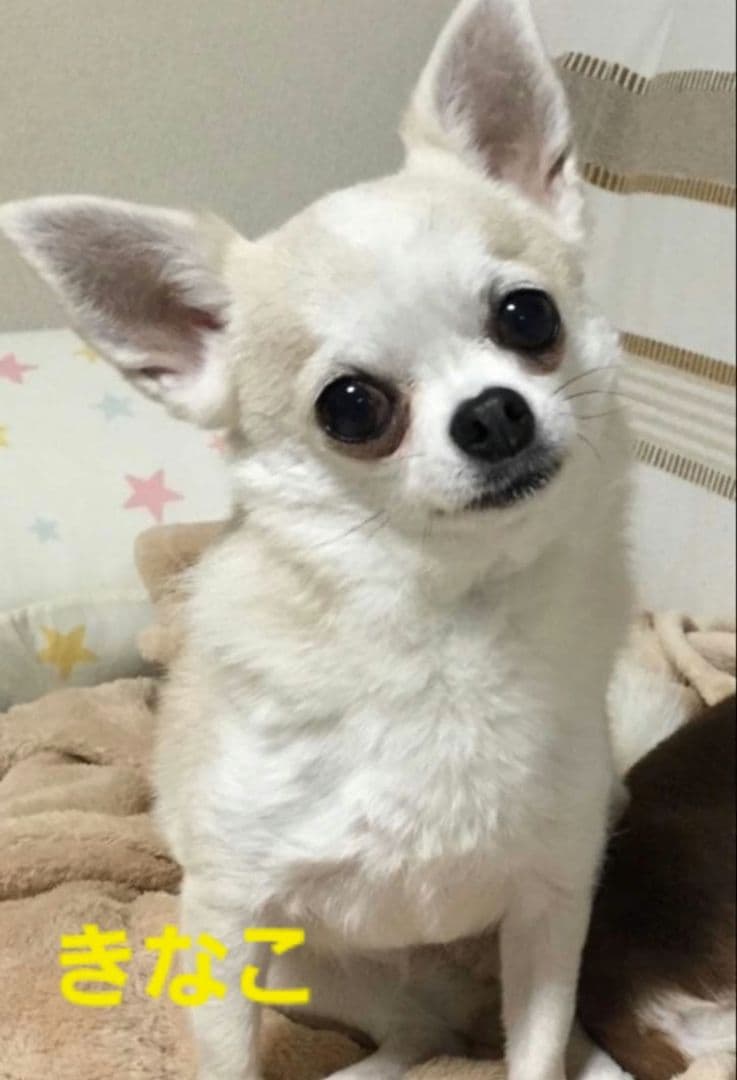 FaFa！キーホルダー