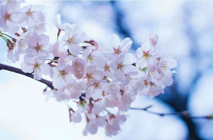 Canon Nikon F3 50mm f1.4 フィルムカメラ　フィルム一眼