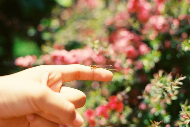 Canon Nikon F3 50mm f1.4 フィルムカメラ　フィルム一眼