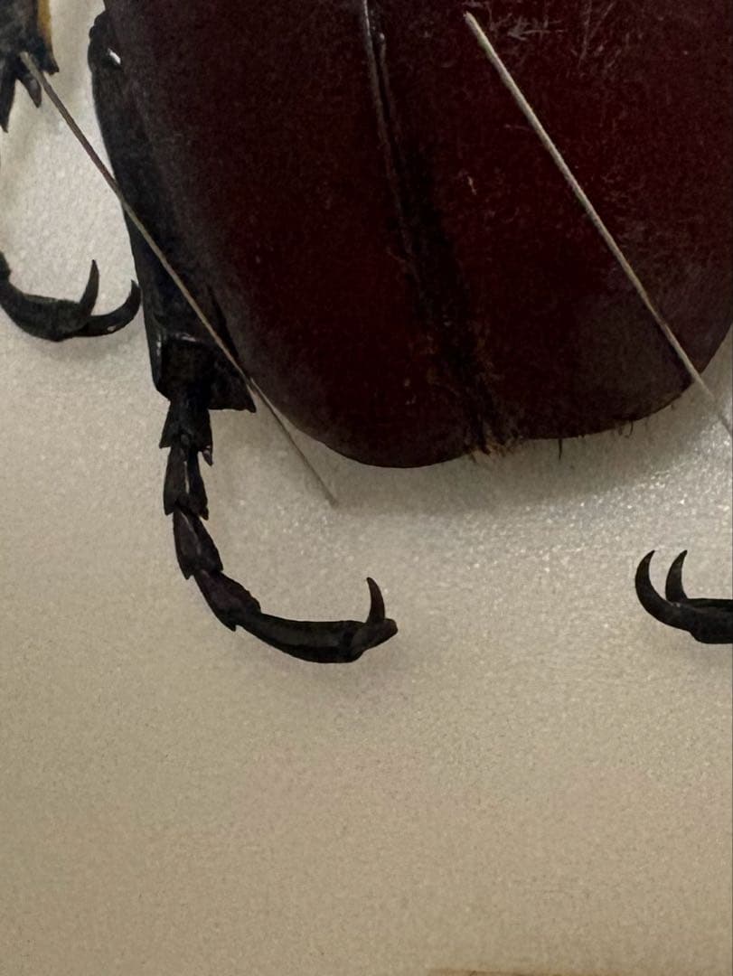 カメルーン産　ゴライアス