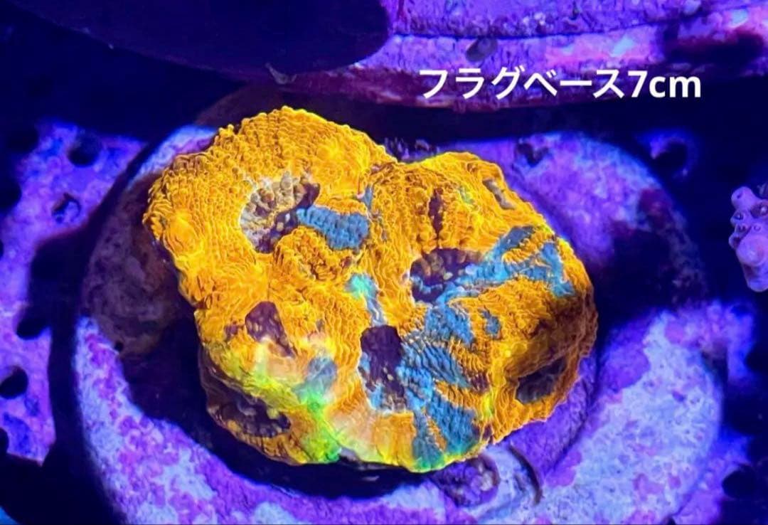 MACO 様　セット