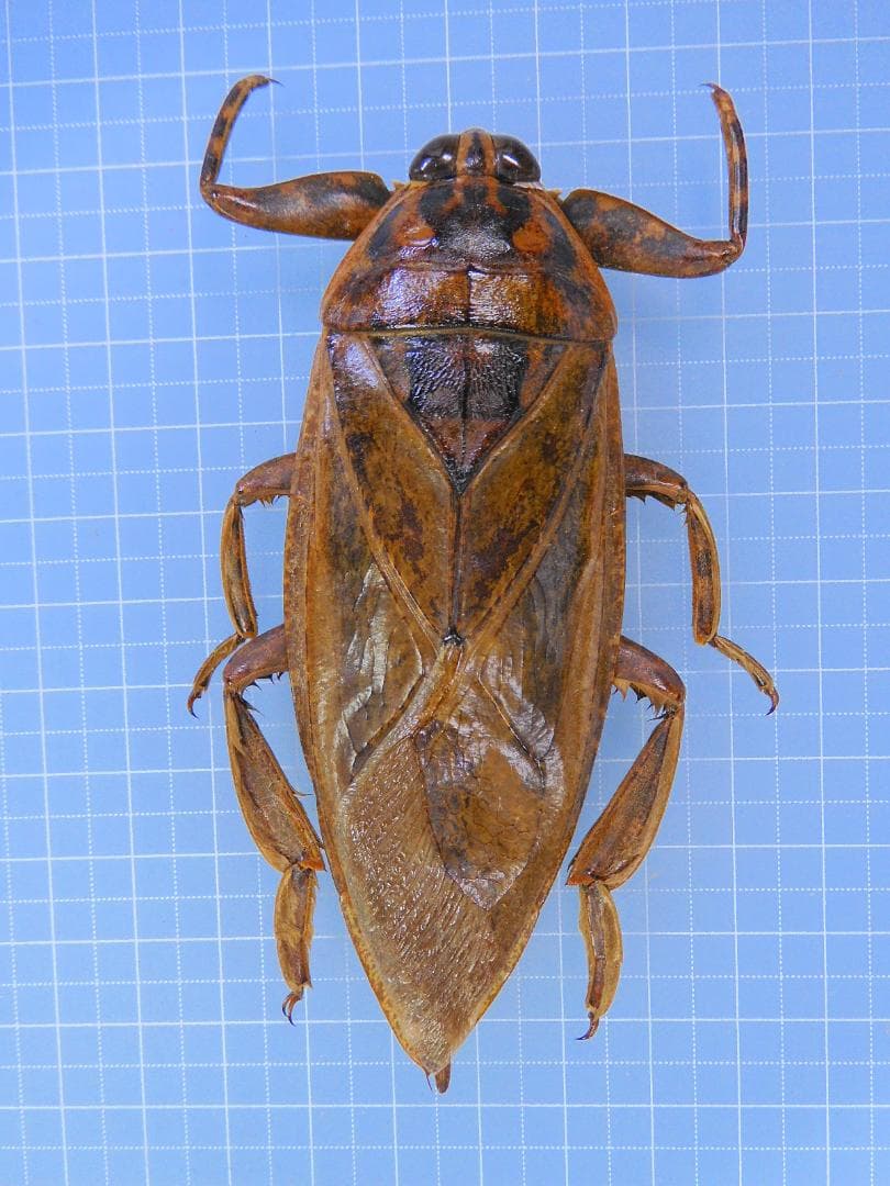 ボリビア産　ナンベイオオタガメ　99mm