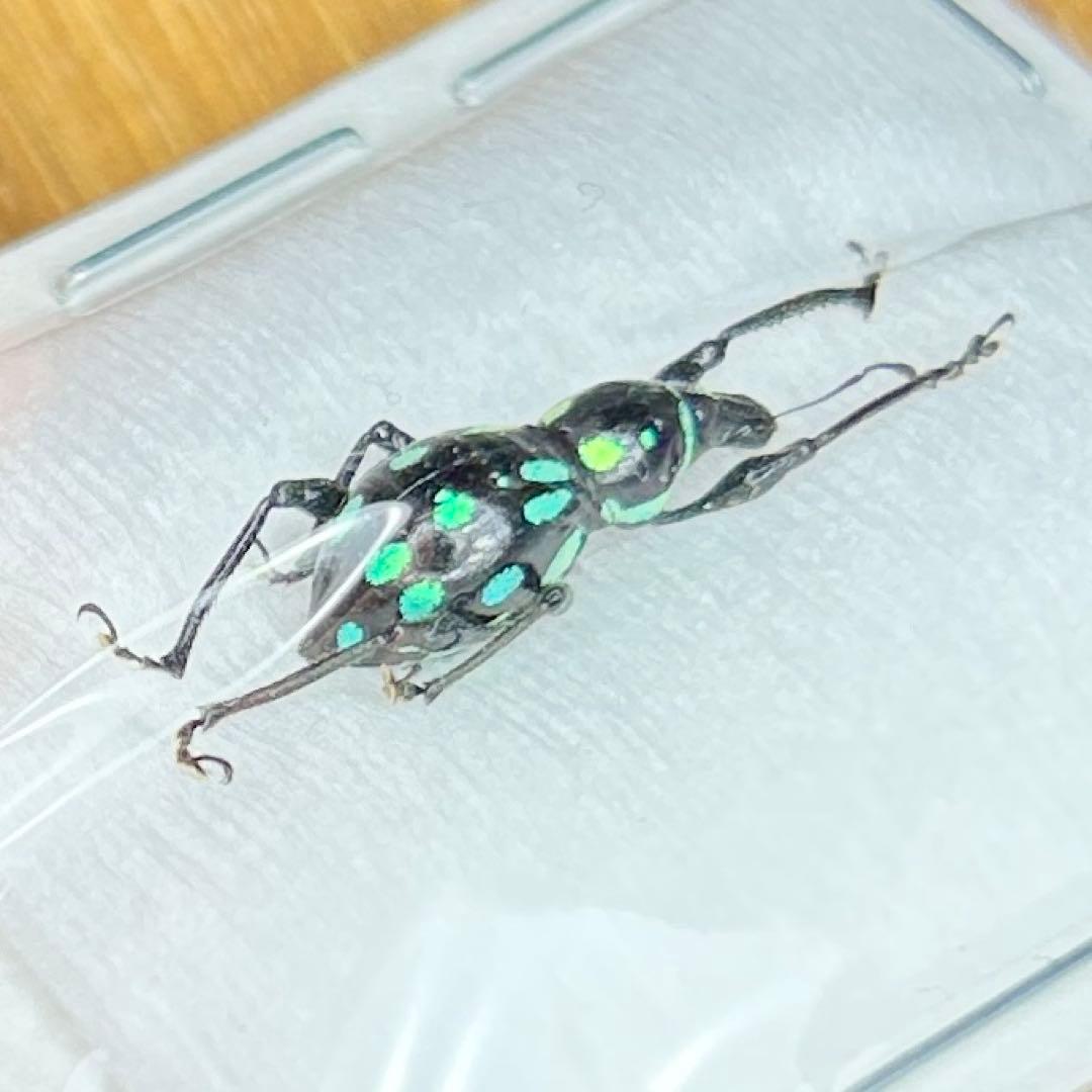 01112 カタゾウムシ　10種セットＢ