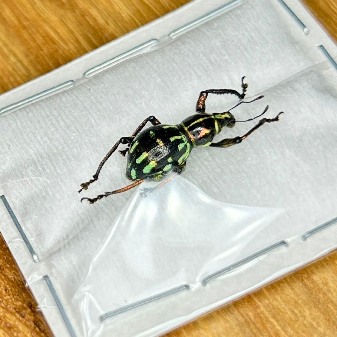 01112 カタゾウムシ　10種セットＢ