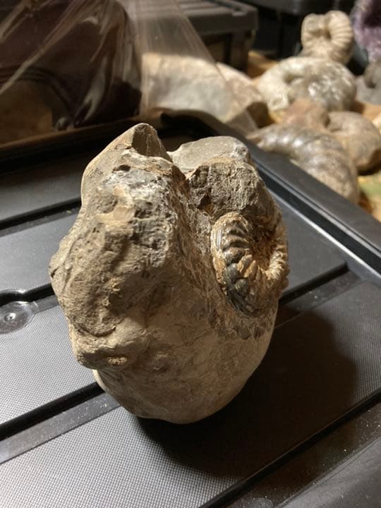 北海道　アンモナイト　テキサナイテス　化石　/ 恐竜　三葉虫　釣り　自由研究