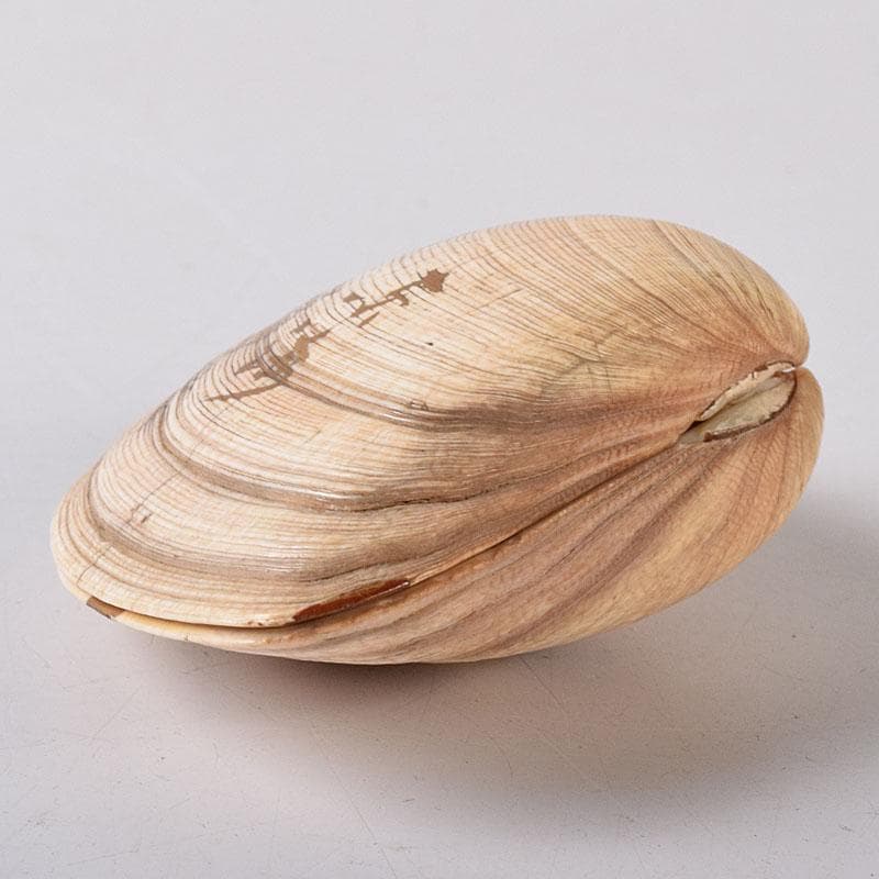 茶道具　金蒔絵　裏千家　十四代　淡々斎花押　あさり香合　時代箱　V　R8470