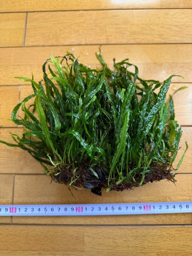 【本日限定】ミクロソリウム　本ナローリーフ　大株（流木付き）