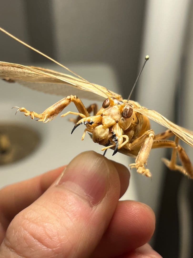 【希少産地】ミャンマー産のマキバネコロギス 昆虫標本バッタ キリギリスコロギス