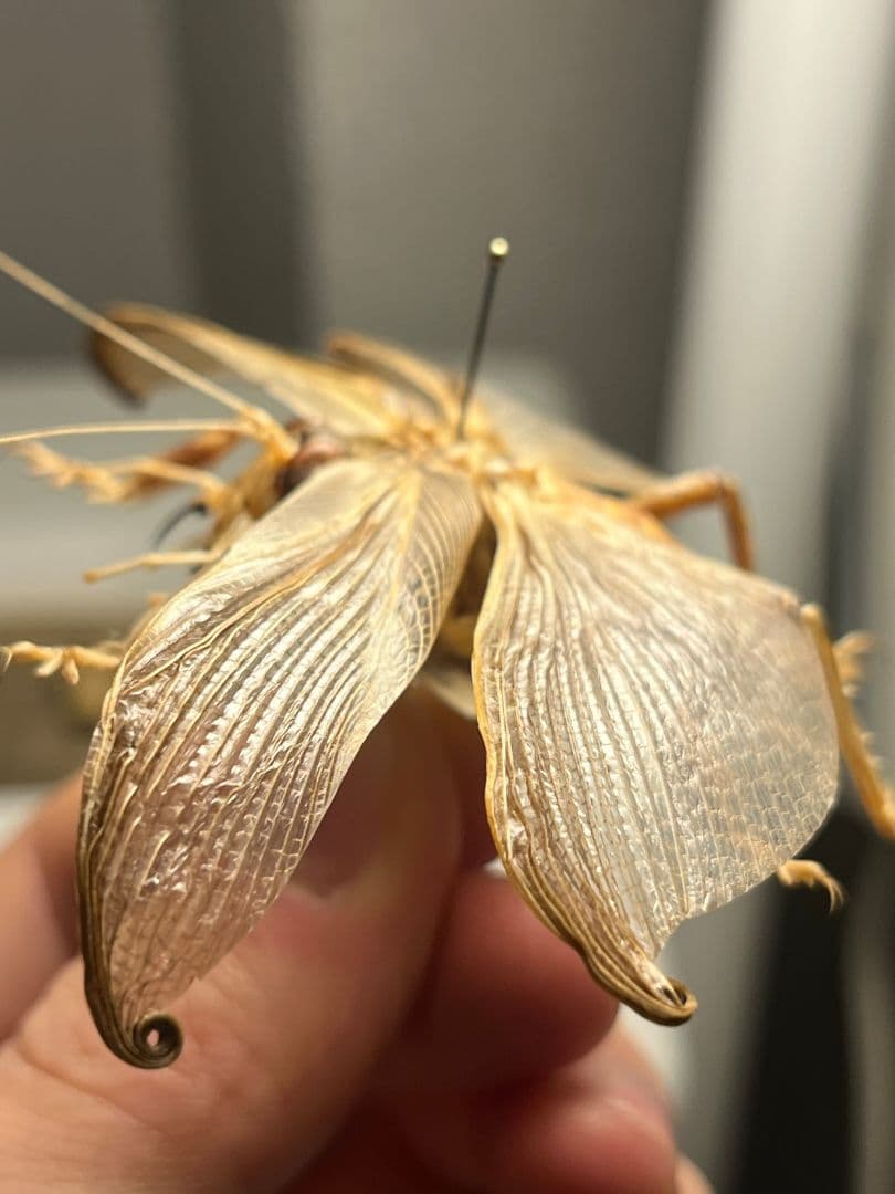 【希少産地】ミャンマー産のマキバネコロギス 昆虫標本バッタ キリギリスコロギス