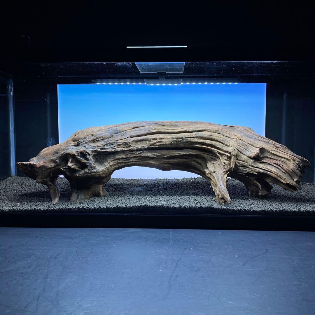 MRW-6331 特大自立赤系流木　アーチ流木　1点物　自立流木　90cm水槽用