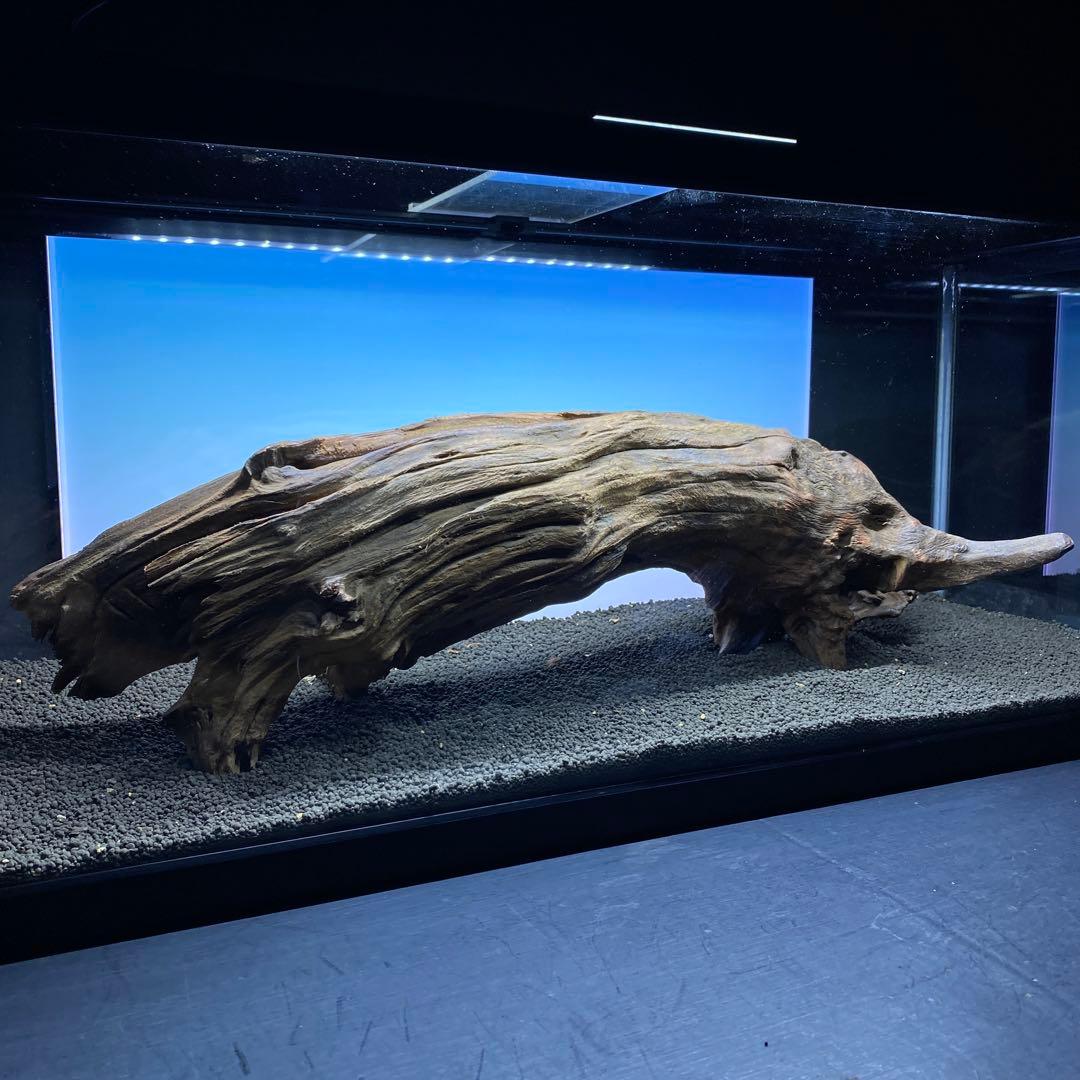 MRW-6331 特大自立赤系流木　アーチ流木　1点物　自立流木　90cm水槽用