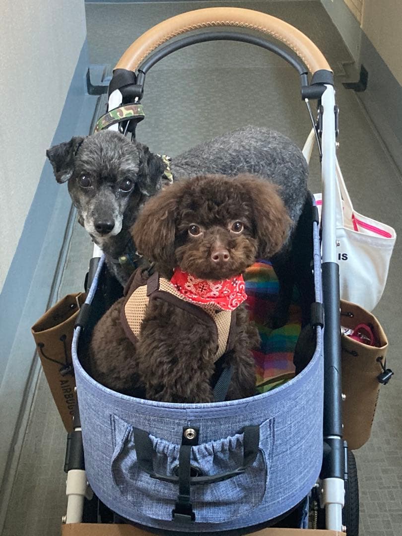 AIRBUGGY ペットカート メランジデニム　オフロードタイヤ　ラージサイズ