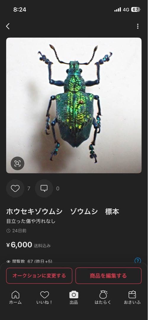 コエポン　　まとめ購入　コガネムシ　標本　ベトナム