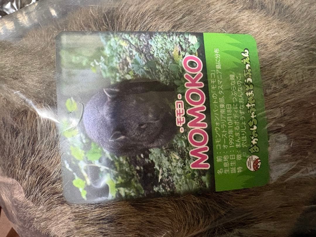 茶臼山動物園　ウォンバット　ぬいぐるみ ウォレス モモコ