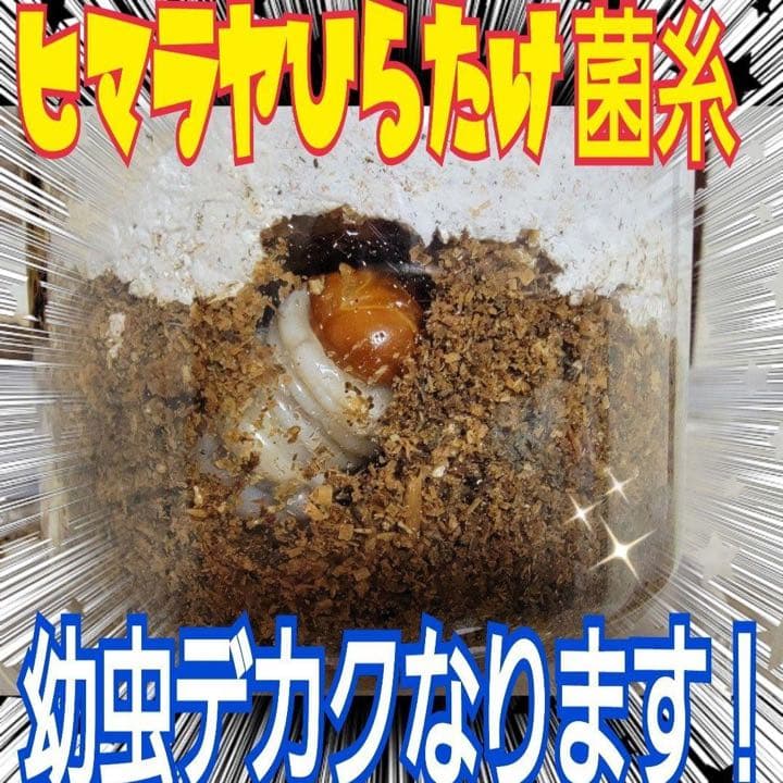 極上！ヒマラヤひらたけ菌糸瓶1500ml【6本】トレハロース、キトサン強化配合！