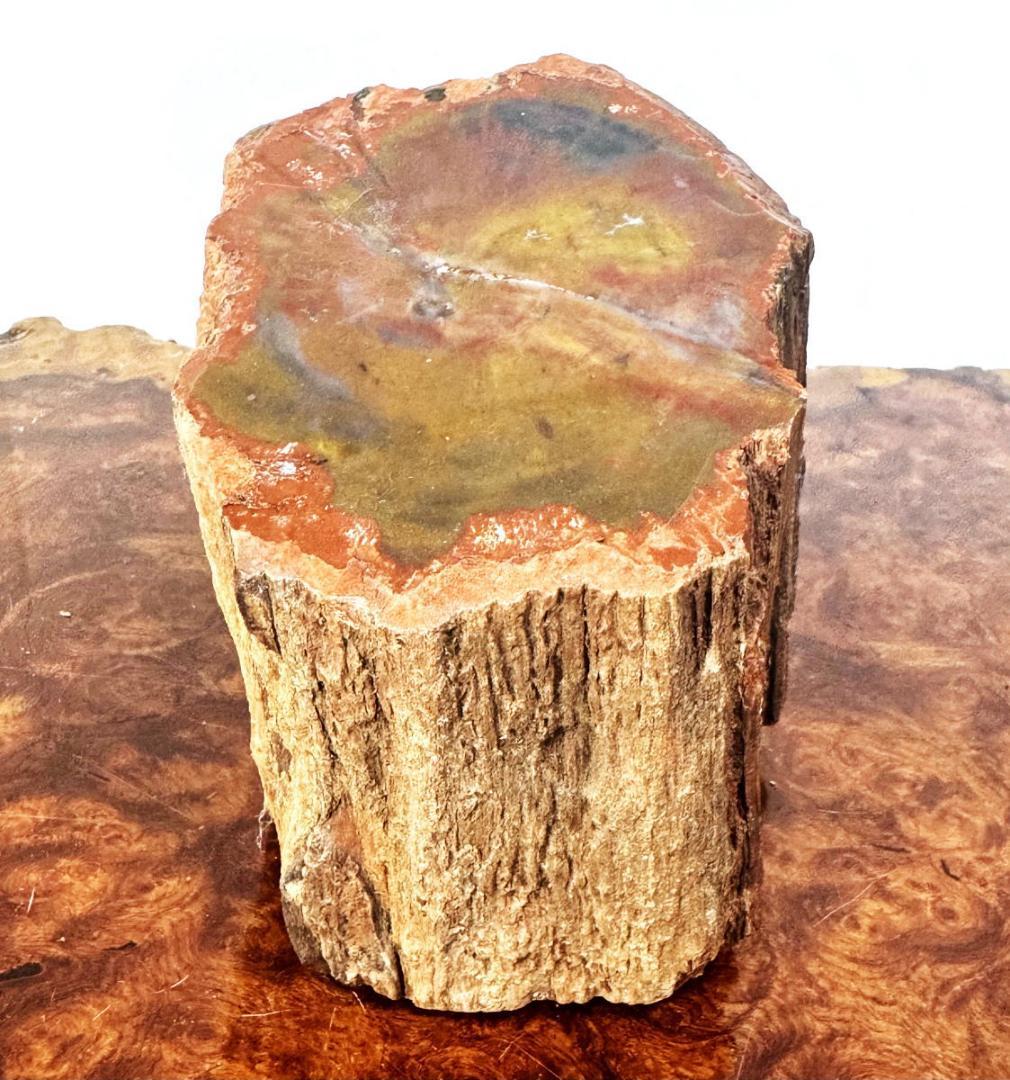 木化石 珍品 瑪瑙化置物 原石 約2kg 唐木 華道 茶道入手困難WWFT082