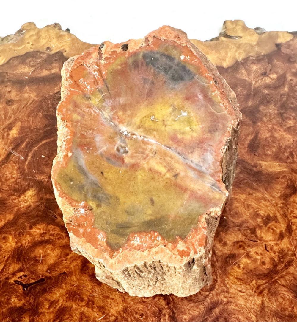 木化石 珍品 瑪瑙化置物 原石 約2kg 唐木 華道 茶道入手困難WWFT082