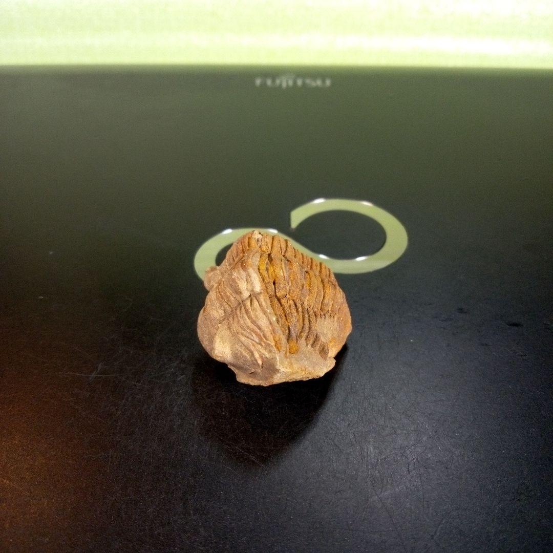 三葉虫　化石　fossil　ボリビア産　trilobite　Bolivia化石⑧